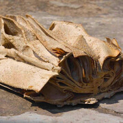 Saba Hasan, Book fossil 2, 2013. Courtesy of Kiran Nadar Museum of Art