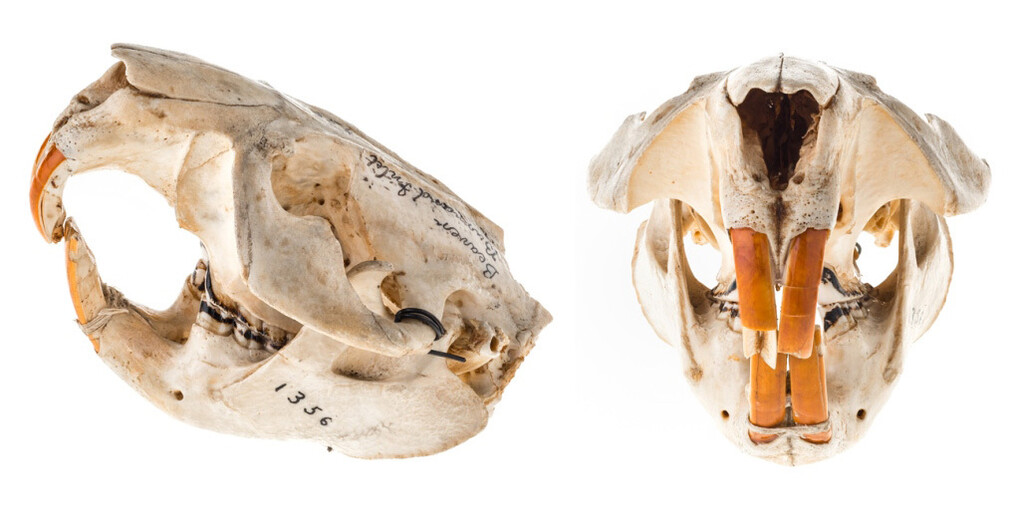 Mammalogy. Courtesy of Royal BC Museum
