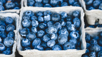 Blueberries picked and placed in cardboard bowls