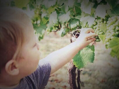 A happy and healthy toddler having some fruit fun with grapevines; the gut microbiome plays a vital role in modulating the immune system