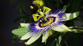 Flor de mburucuyá, también llamada flor de la pasión, pasionaria azul o simplemente pasionaria 
