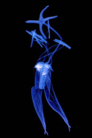 Yoishiro Nishimura, Onagre bisanuelle. Scangramme, impression jet d'encre, 210×297 mm. Tirage limité à 30. Minnano Gallery, Tokyo.