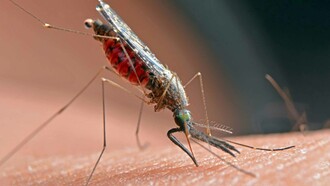 Malaria is caused by parasitic protozoans in the genus Plasmodium