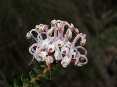 Grey Spider Flower