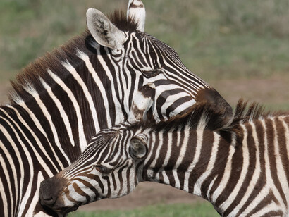Plains Zebras are seen within and outside Nairobi National Park © Gehan de Silva Wijeyeratne