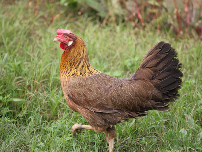 La gallina rossa
