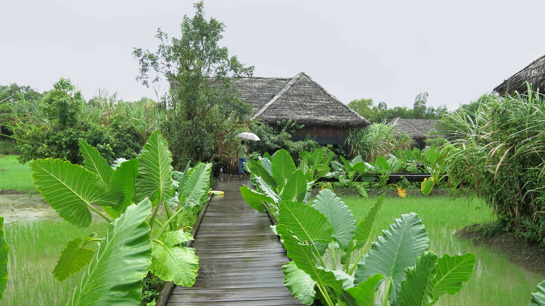 Walkways are constructed over rehabilitated paddy fields © Gehan de Silva Wijeyeratne