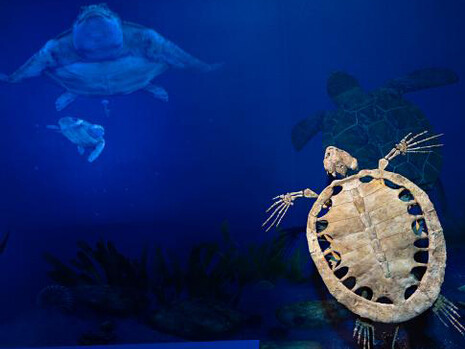 Sea Monsters Unearthed. Courtesy of Smithsonian's National Museum of Natural History