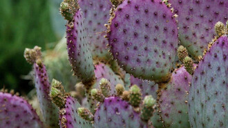 El cactus morado, cuyo crecimiento está restringido a la llamada Zona del Silencio en Durango, al norte de México y al sur del Estado de Arizona, en Estados Unidos