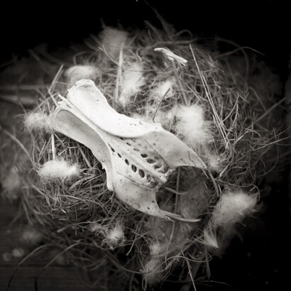 Skulls, Nests & Feathers. Courtesy of Gallery 169