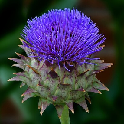 Questa pianta è parente stretta del carciofo e appartiene alla famiglia delle Asteraceae
