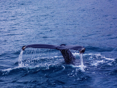 Ahab è il nome di un re ribelle a Dio e che dal Signore verrà punito