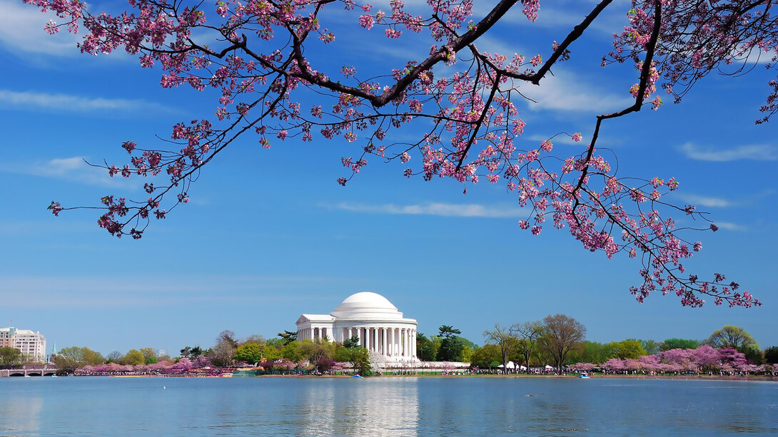 Thomas Jefferson National Memorial in Washington DC adorned with cherry blossoms, creating a stunning and iconic scene