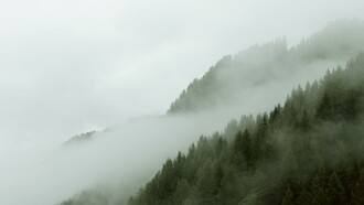 Foggy forest, Great Britain