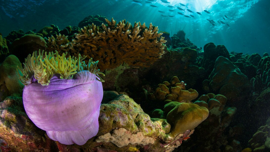 Our planet is endangered, ecosystems can no longer absorb and store carbon emissions and almost a million species are in danger of extinction 