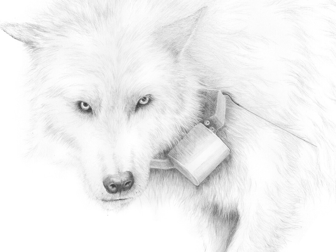 Joseph Smolinski, Grey Wolf (detail), 2014, silverpoint on prepared paper, 17 3/4 x 14 1/8 in. (45.1 x 35.9 cm)