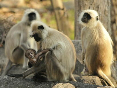 L’adozione nell’Hanuman langur si manifesta nel momento in cui un piccolo, ancora in tenera età perde la madre 