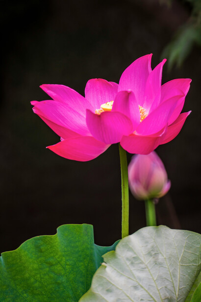 La disciplina en el arte, como construir arcos fuertes o repetir ejercicios físicos, ayuda a los artistas a entrar en el estado Zen de manera consciente y sostenida