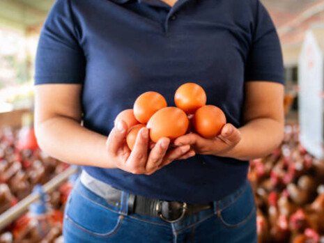 A poultry farmer handling eggs amidst factory farming practices, shedding light on the ethical concerns of animal exploitation