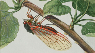 La cigarra periódica (Magicicada septendecim), una hembra que inserta huevos con su ovipositor en la superficie inferior de una ramita de manzano. Lámina de "Insectos, su forma y medio de vida" (1930) de R. E. Snodgrass