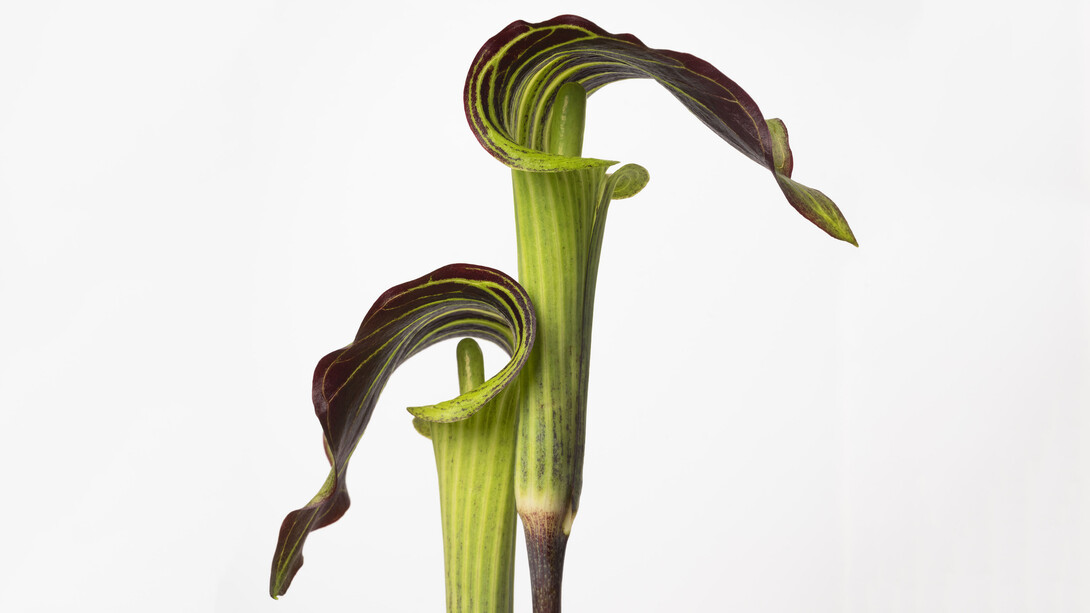 Sharon Core, Jack in the pulpit, 2022. Courtesy of Yancey Richardson Gallery