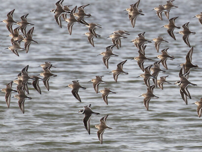 Dunlin and Ringed Plover flock at high tide roost at Two Tree Island © Gehan de Silva Wijeyeratne