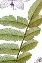 Boswellia sacra, ilustración de Eugen Köhler publicada en 1897