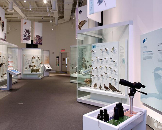 Bird Gallery. Courtesy of Canadian Museum of Nature 