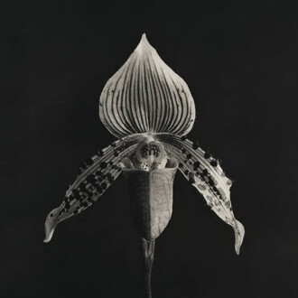Robert Mapplethorpe. Orchid, 1986-1987. Image courtesy of Zeit Contemporary Art, New York