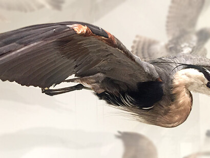 Bird Gallery. Courtesy of Canadian Museum of Nature 