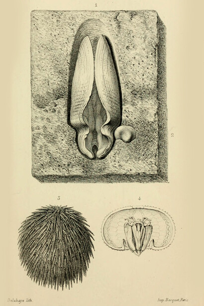 Frédéric Cailliaud, Catálogo de radiales, anélidos, cirrípedos y moluscos