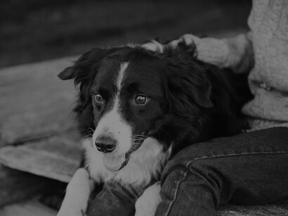 Tra gli uomini e gli animali si può creare una forma di amicizia pura