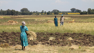 A woman harvesting teff in Lebe village, Amhara region, Ethiopia, showcasing the traditional agricultural practices that sustain local communities