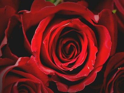 A brisa fresca balançava suavemente suas folhas, exalando um perfume inebriante, e ela observava o balé das sombras enquanto, em pensamento incansável, repetia sem parar as palavras da neta
