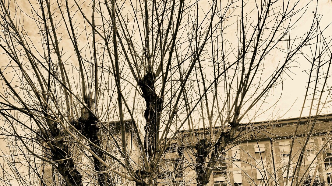 Il mio albero, foto di Mariella Busi de Logu