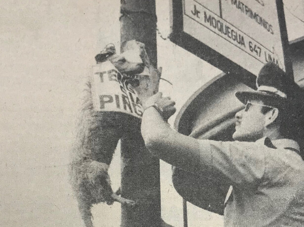 El texto que acompaña esta fotografía reza: "En el Perú hay una organización que se considera en guerra contra todos -perros inclusive- trasladando al medio local los problemas de Teng Siao Ping, a cuya progenie se refiere abundantemente. No se ha explicado al resto de los mortales lo que tiene que ver en el embrollo"