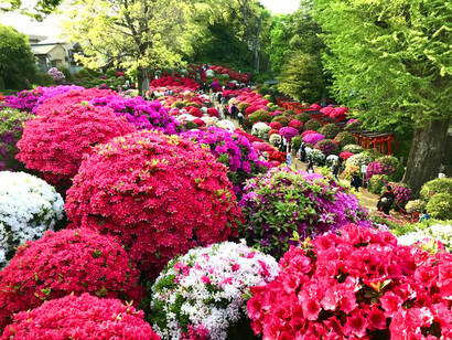 Azaleas, Nezu Shrine garden © Alma Reyes