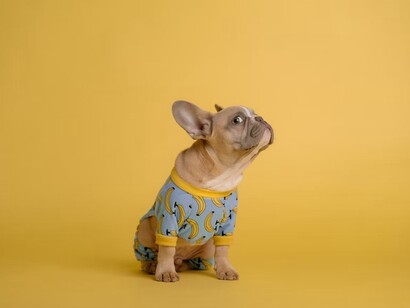 A cute puppy posing. You like animals, you feed them, you see something good in them, the innocent side of it that comes to you at a set time and calls you by their voice