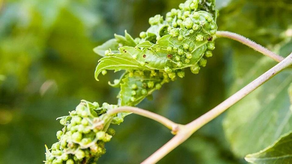 The devastation caused by phylloxera on this unsuspecting vineyard