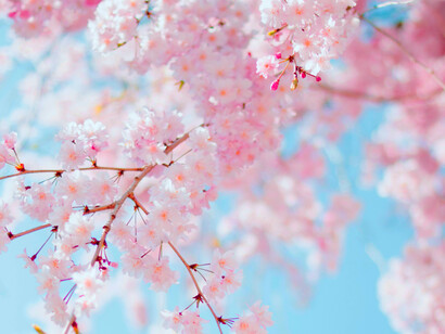 Flores de cerezo en primavera: con el cambio de las estaciones celebramos palabras sabias pronunciadas en antaño