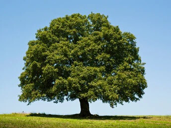 El carballo es un árbol robusto, de porte majestuoso, que puede superar los 40 m de altura