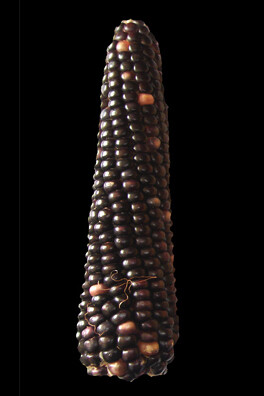 Variedad de maíz olotón