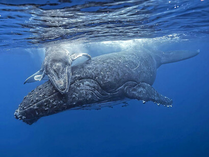 Las ballenas jorobadas carecen de cuerdas vocales, de modo que generan los sonidos forzando el aire a través de su enorme cavidad nasal