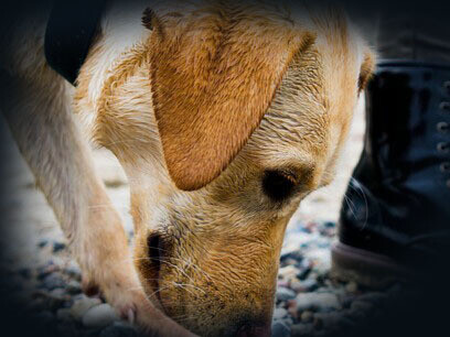 Cane.  La nostra connessione con il cane ci porta ad avere informazioni che senza il cane non avremmo avuto
