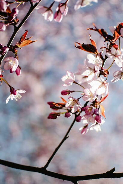 Fiori di ciliegio. La poesia giapponese che evoca lo Yugen