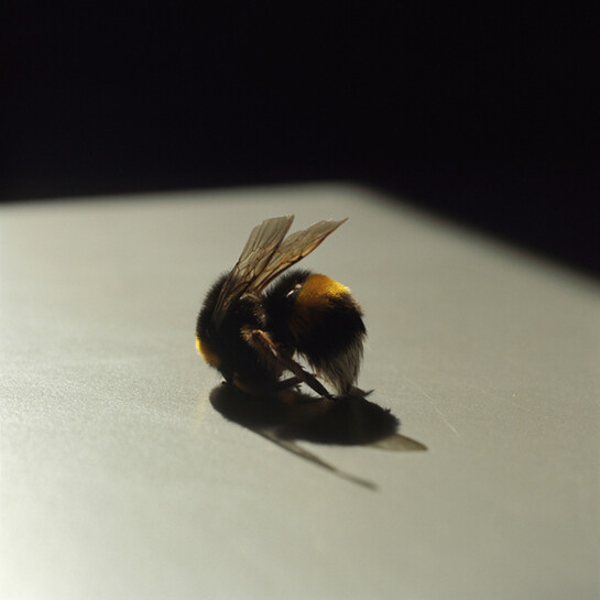 Lydia Goldblatt, Bee, 2010-2013, Chromogenic print, 20 x 20 inches, edition of 6