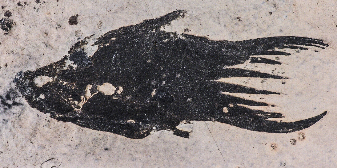 Fossile Fische und Amphibien. Courtesy of Museum für Naturkunde