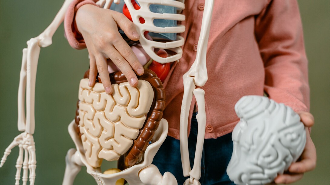 Temos neurônios não apenas no cérebro em nosso crânio, mas também em nosso intestino