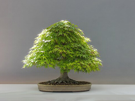 Come l’arte topiaria, l’arte del bonsai vuole stupire ma aggiunge l’elemento dell’emozione