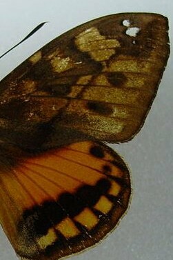 Detalle del ala de la "Athis inca"